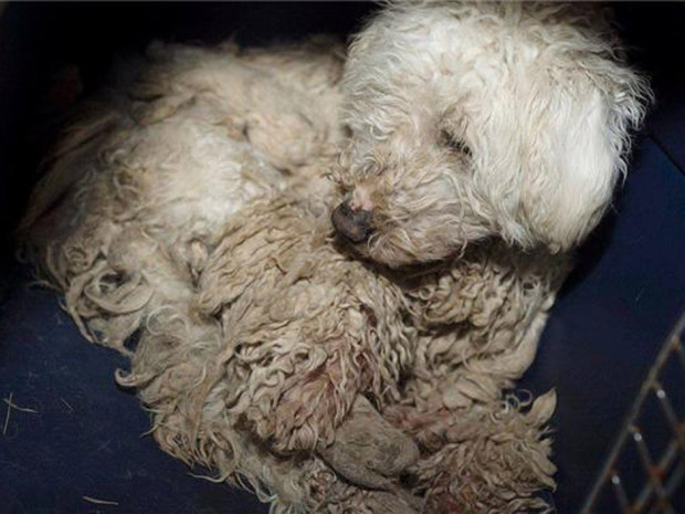 images_News_Canada_dog