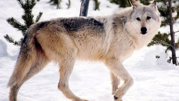 images_News_Canada_grey-wolf-feature