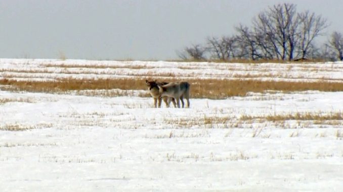 Organizer Says Alberta Coyote Hunting Tournament Still On despite Criticism Organizer Says Alberta Coyote Hunting Tournament Still On despite Criticism
