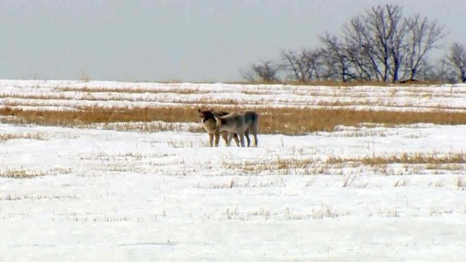 images_News_Canada_kaak