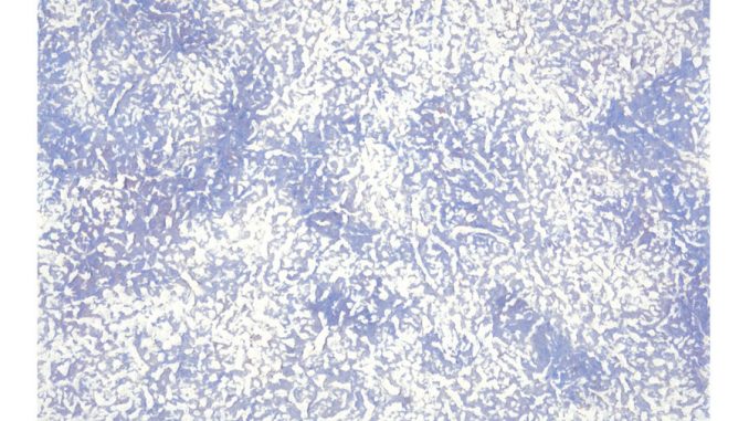 LA Art Show LA Art Show