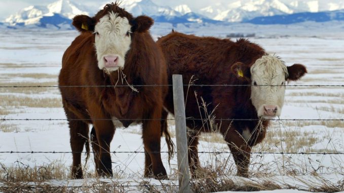 Minister Ritz Declares Canada’s Meat System Safe despite Mad Cow Case Minister Ritz Declares Canada’s Meat System Safe despite Mad Cow Case