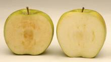 Company Seeks Approval For Browning-Resistant Apples in B.C.