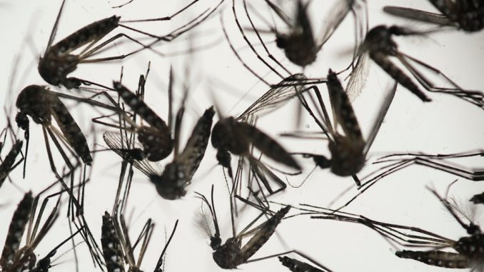 images_News_Canada_zika
