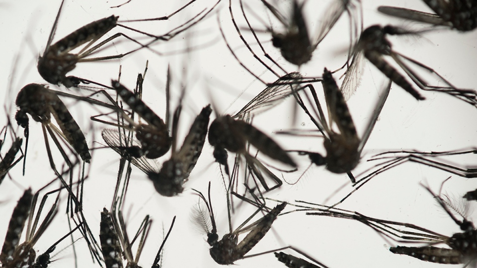 images_News_Canada_zika