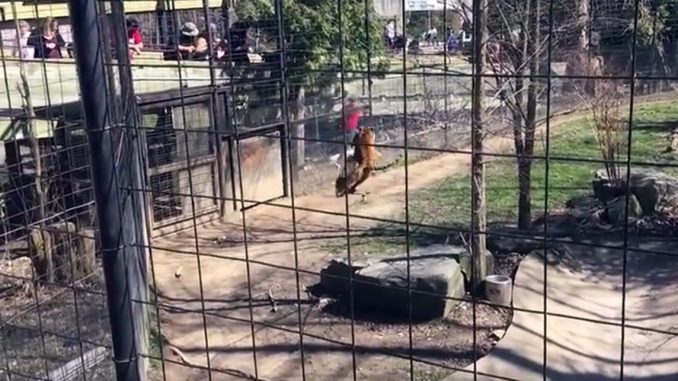 Toronto Zoo Officials Investigate After Woman Climbs Over Tiger Exhibit Fence