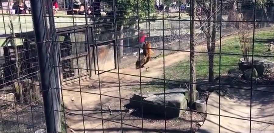 toronto zoo officials investigate after woman climbs over tiger exhibit fence
