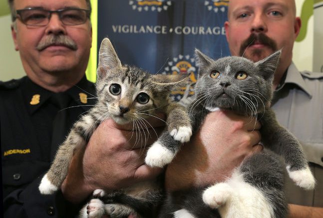 cat breeder faces animal cruelty after 89 cats seized in april