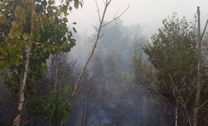 nova scotia bans entering its forests to contain wildfires damages