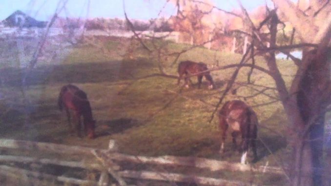 BEEF BOYS / PAVEL ELKIN / TBA