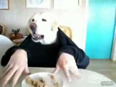 Dogs eating. LMAO or LMFAO? I almost cried!