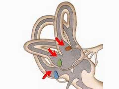 Living alone: The dangers of BPPV