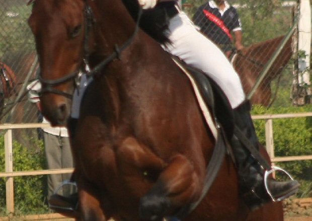 randeep hooda names his cafe after his horse