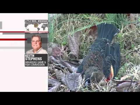 US Dead Bird Mystery: Blunt force trauma or doomsday