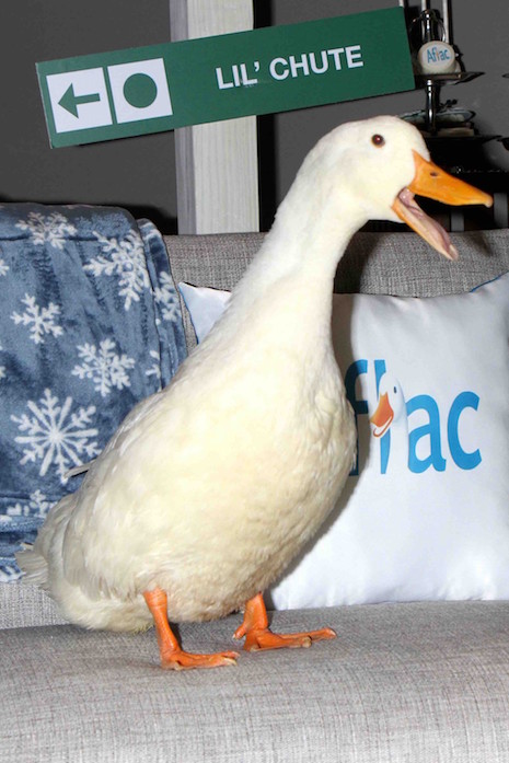 aflac duck built a billion dollar company