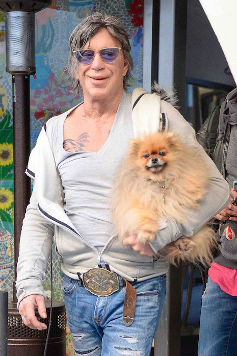 is mickey rourke is starting to look like his dog?