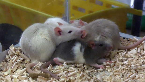 rodents-toronto