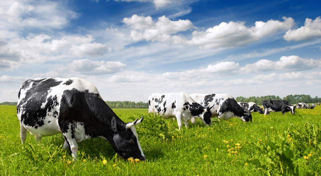 dairy