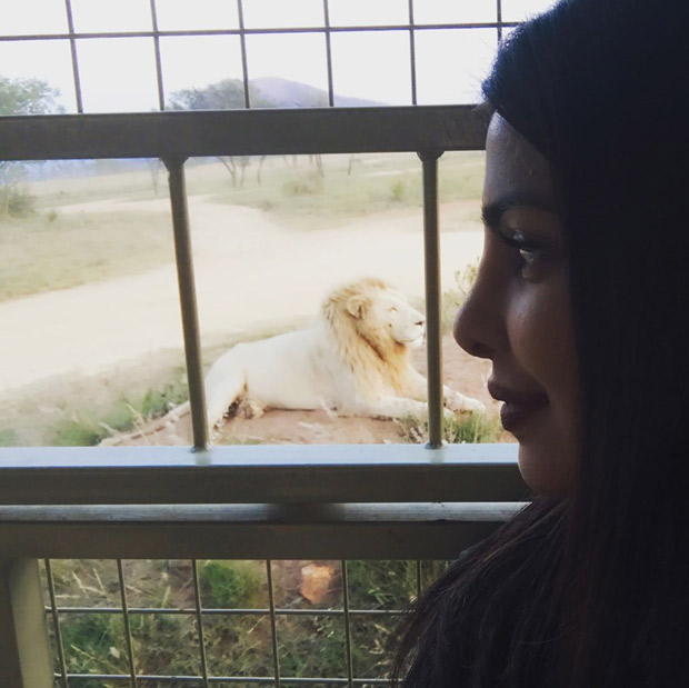 Priyanka Chopra comes face to face with a lion!