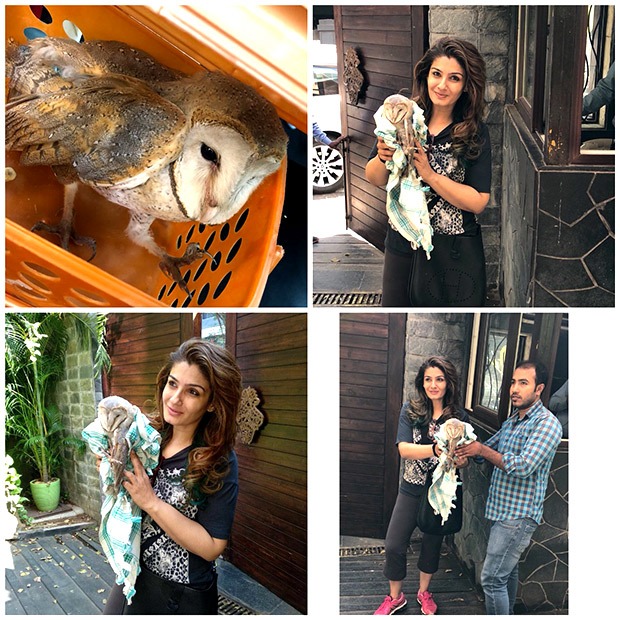 here’s how raveena tandon rescued an owl