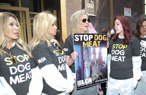 four hollywood women are fighting to save korean dogs