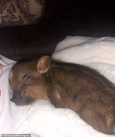 pete davidson is in love with a piglet