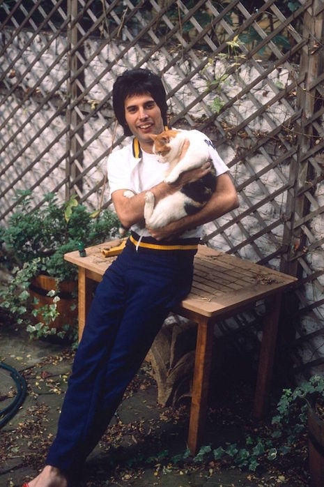 freddie mercury was hopelessly in love with his cats