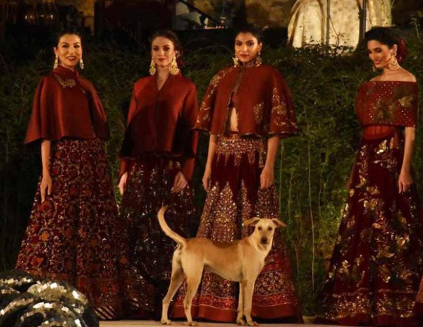 Not Sidharth Malhotra but this DOG was a showstopper in Rohit Bal’s show (watch video)