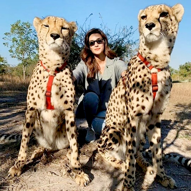 Kriti Sanon showcases her fearless side as she takes selfies and pets cheetahs during her trip to Zambia [See Photos]