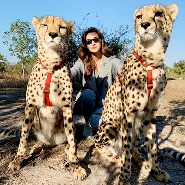 Kriti Sanon showcases her fearless side as she takes selfies and pets cheetahs during her trip to Zambia [See Photos]