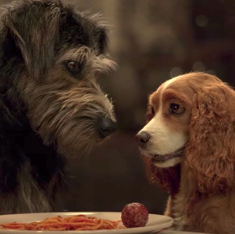 lady and the tramp are now real live dogs