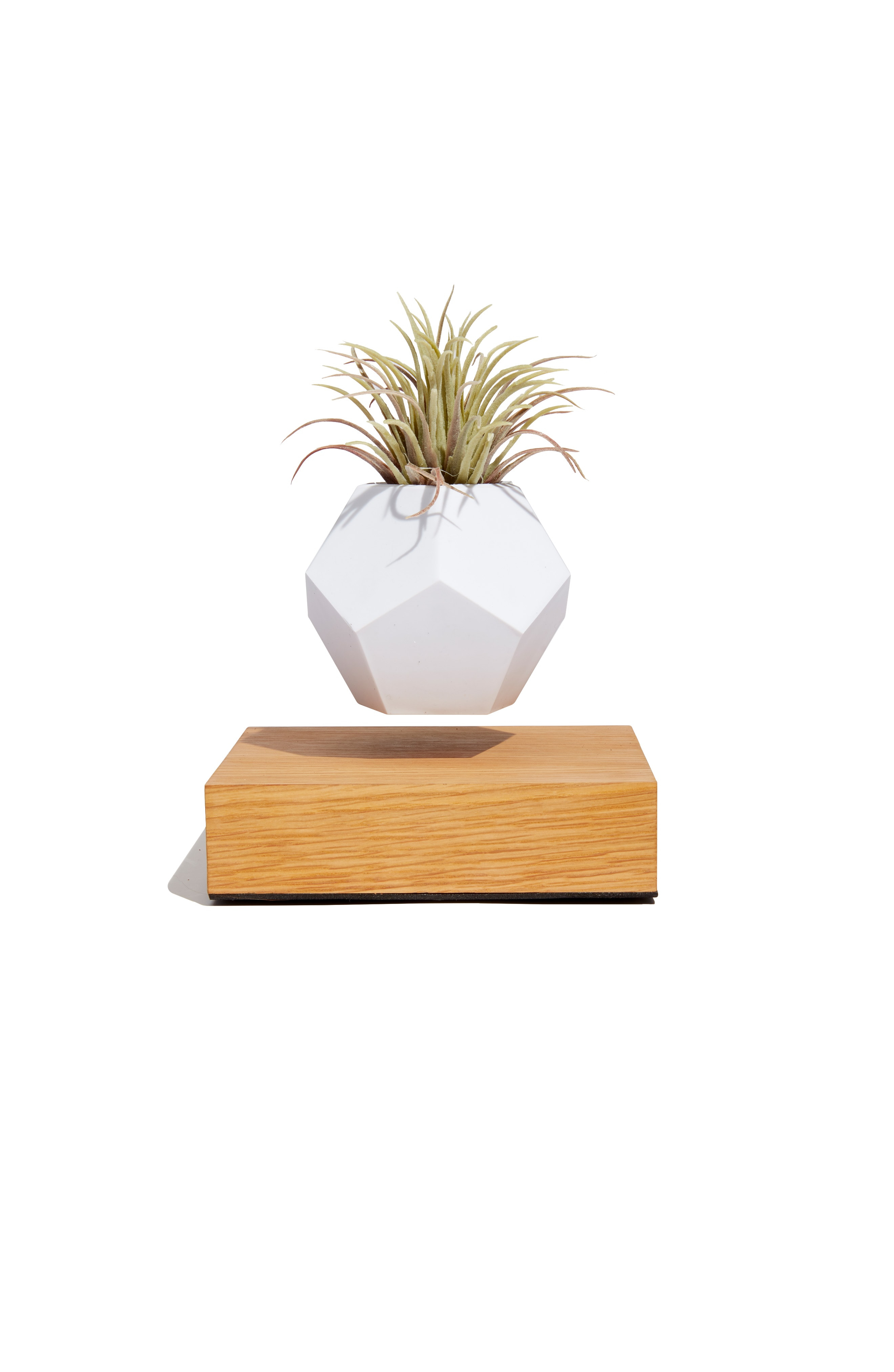 Plant Queen Guide To Green Gifts,