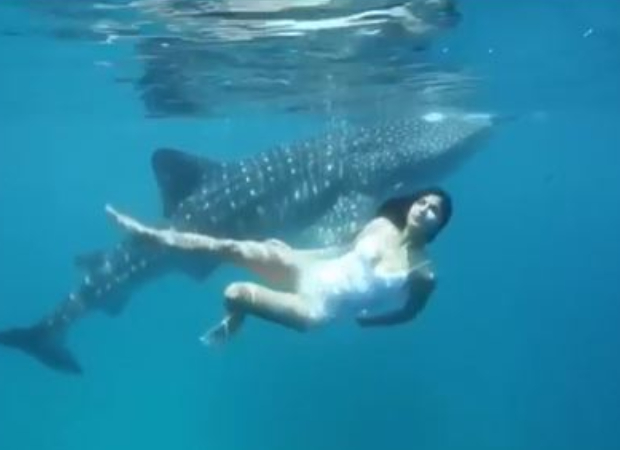 Watch: Katrina Kaif swims along with her 'incredible friend' in the ocean 