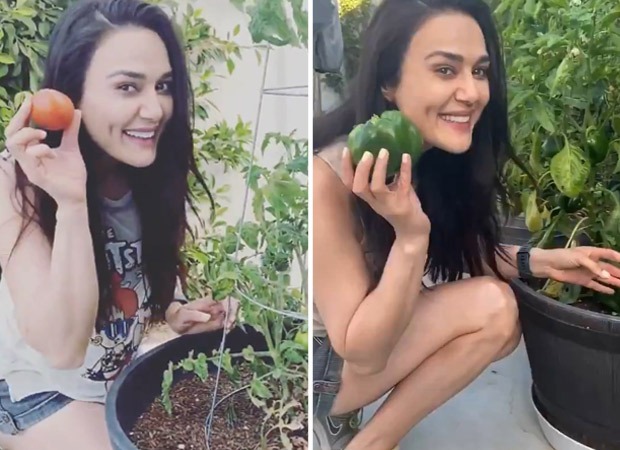 Preity Zinta shares glimpses of the produce from her kitchen garden; watch 