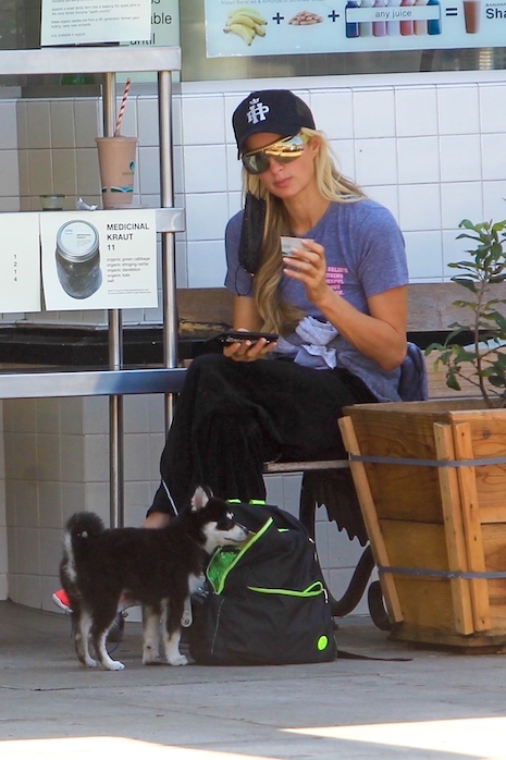 it’s a sweet life for paris hilton’s pampered pets