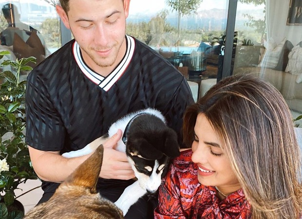 Priyanka Chopra Jonas and Nick Jonas rescue a husky, name him Panda