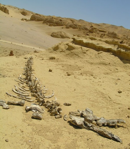 skeleton