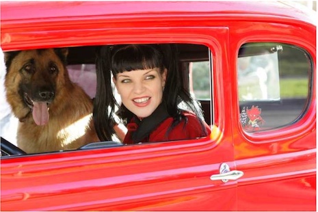 pauley perrette has a soft heart for animals
