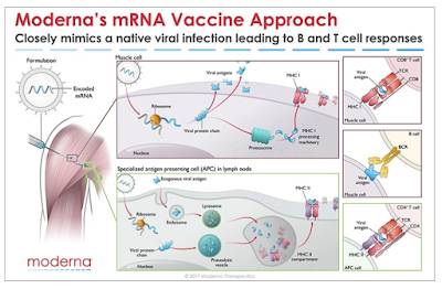 Moderna mRNA Vaccine Research