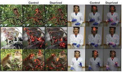 Faces,Masks and Normal Childhood Brain Development