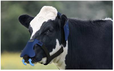 Capturing Methane Emissions from Cattle