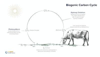 Capturing Methane Emissions from Cattle