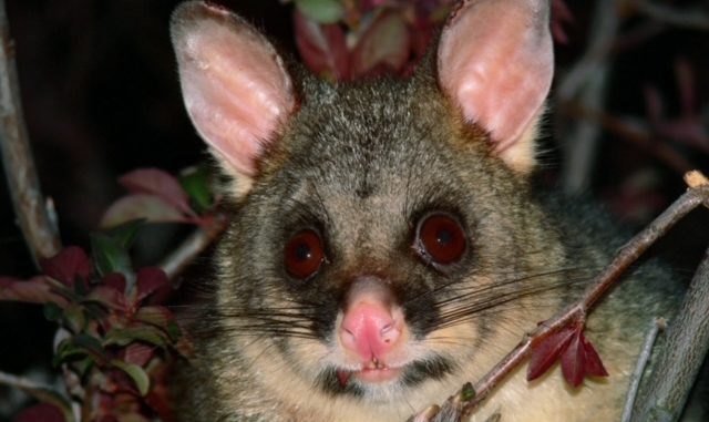 Possum in New Zealand held woman hostage was released by New Zealand Police with no charges!