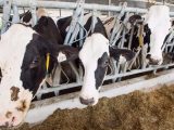 Don’t cry over spilt milk prices could increase for consumers in Ontario