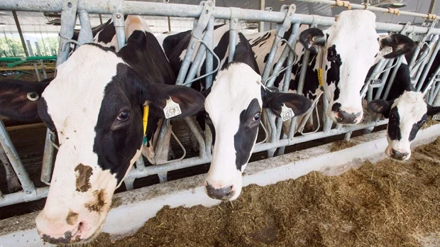 Don’t cry over spilt milk prices could increase for consumers in Ontario