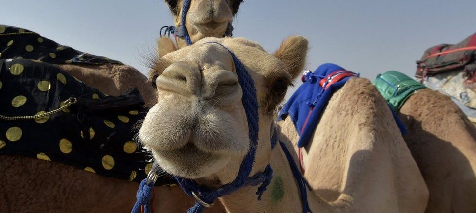 Saudi Arabia camel beauty contest