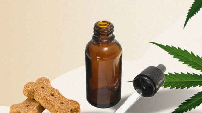 What to Consider When Applying Promo Code on CBD Products? cbd dog treats, Promo Code, CBD Products