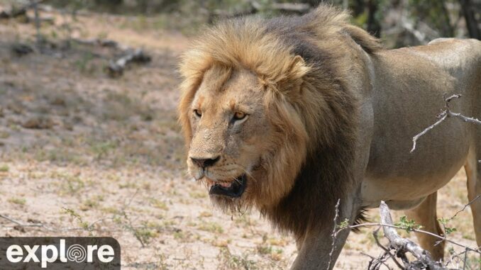 Africam Naledi Cat-EYE Streaming online watch live TV