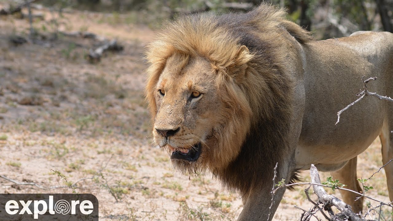 Africam Naledi Cat-EYE Streaming online watch live TV