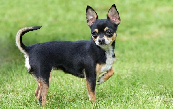 Chihuahuas